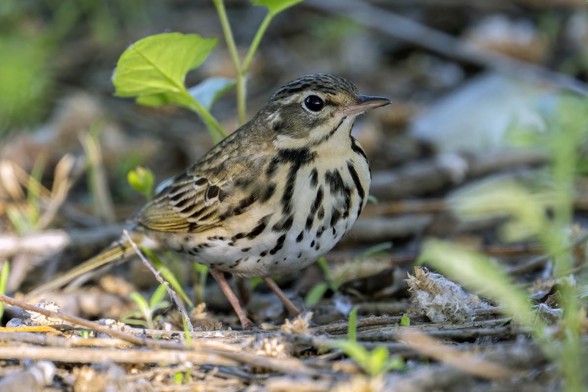 Olive-backed Pipit - ML618307962
