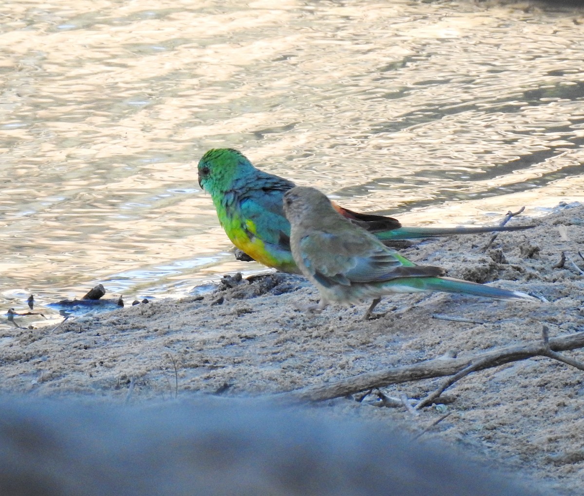 Red-rumped Parrot - ML618307963