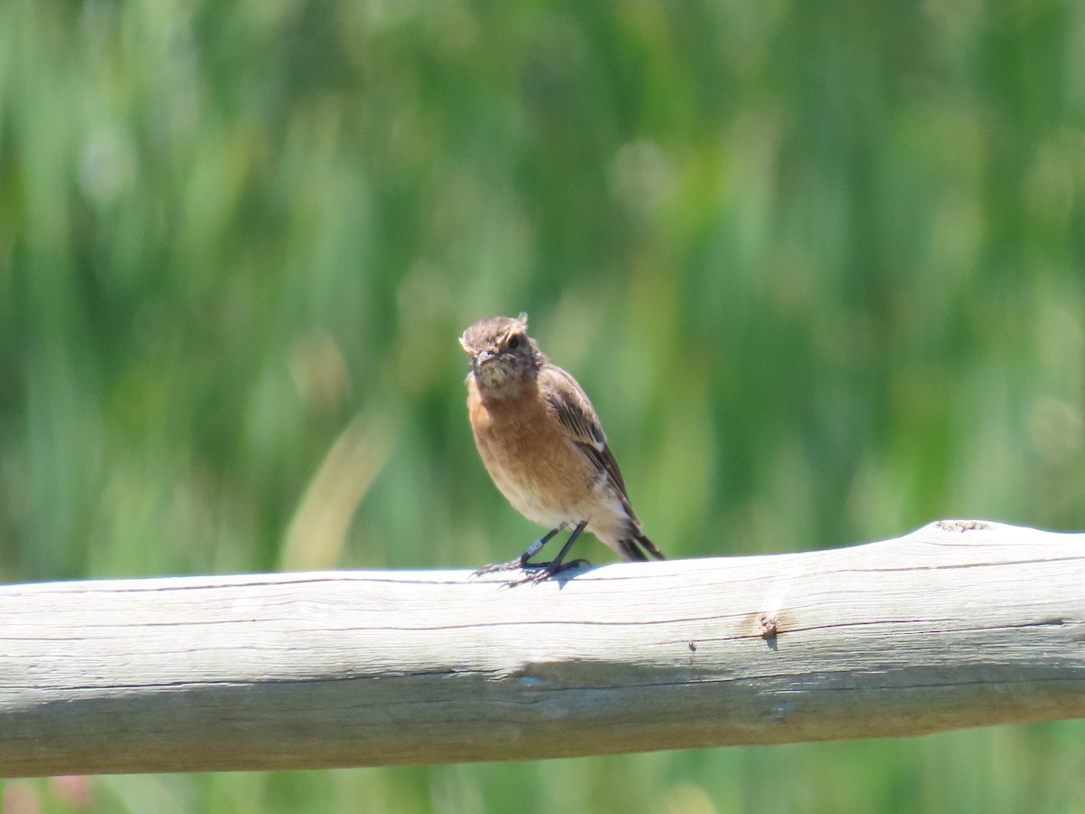 African Stonechat - ML618308020
