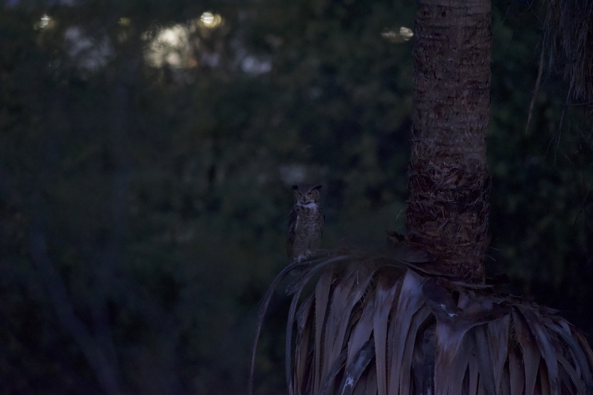 Great Horned Owl - Robert Carter