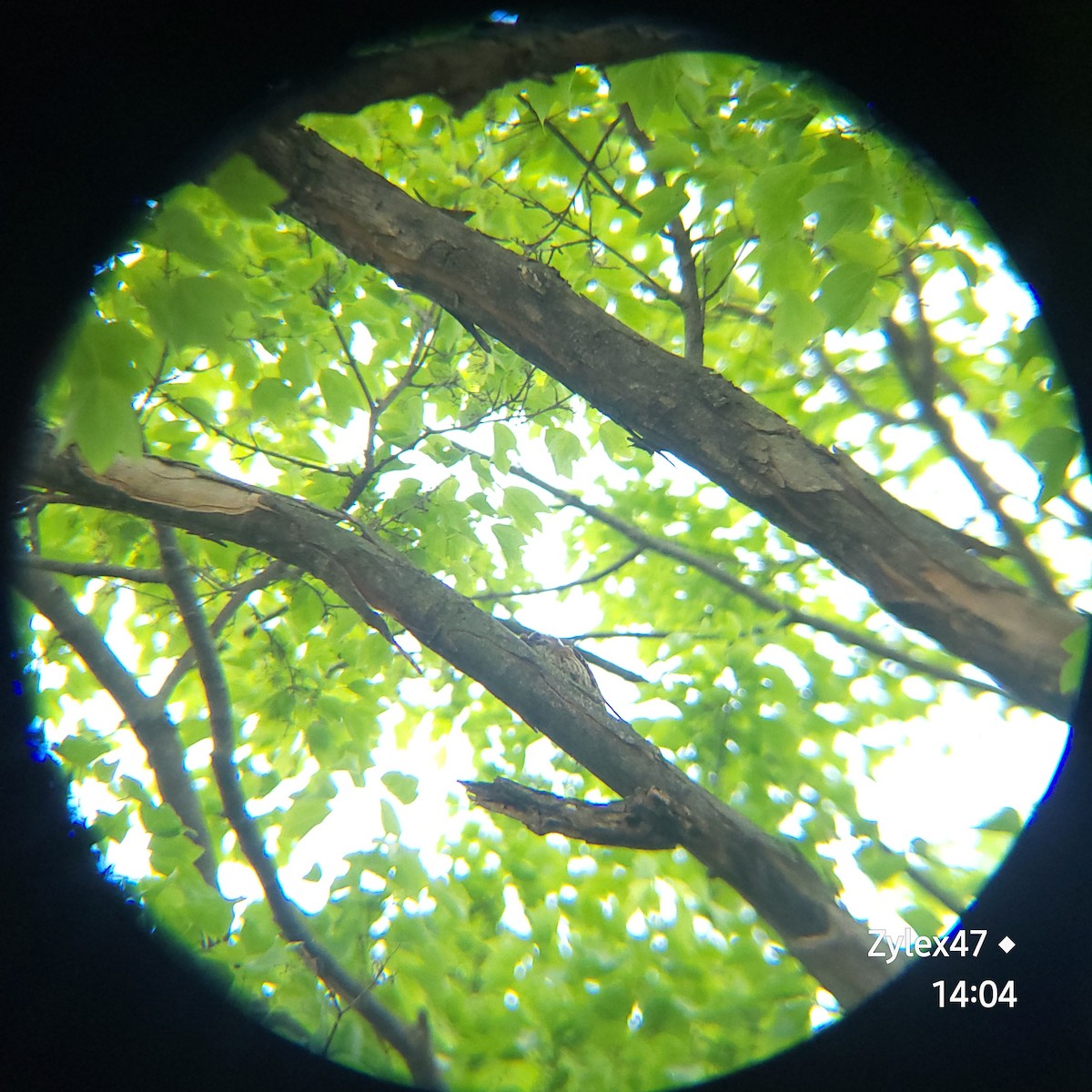 Japanese Pygmy Woodpecker - Dusky Thrush