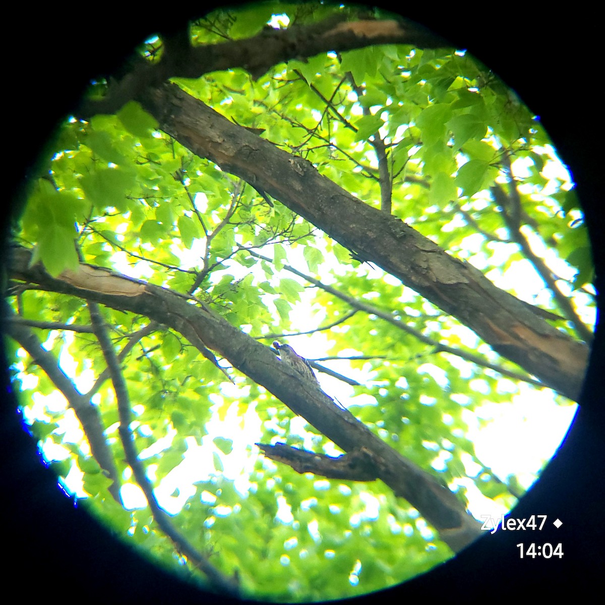 Japanese Pygmy Woodpecker - ML618308048