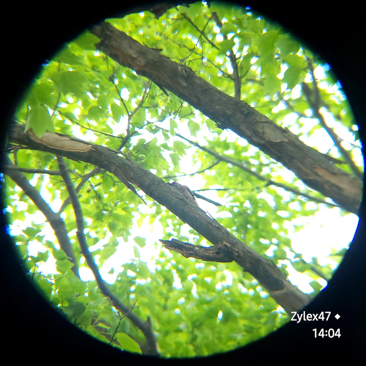 Japanese Pygmy Woodpecker - ML618308049