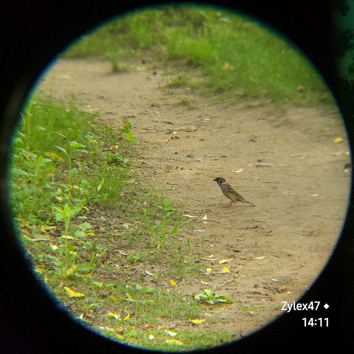Eurasian Tree Sparrow - ML618308066