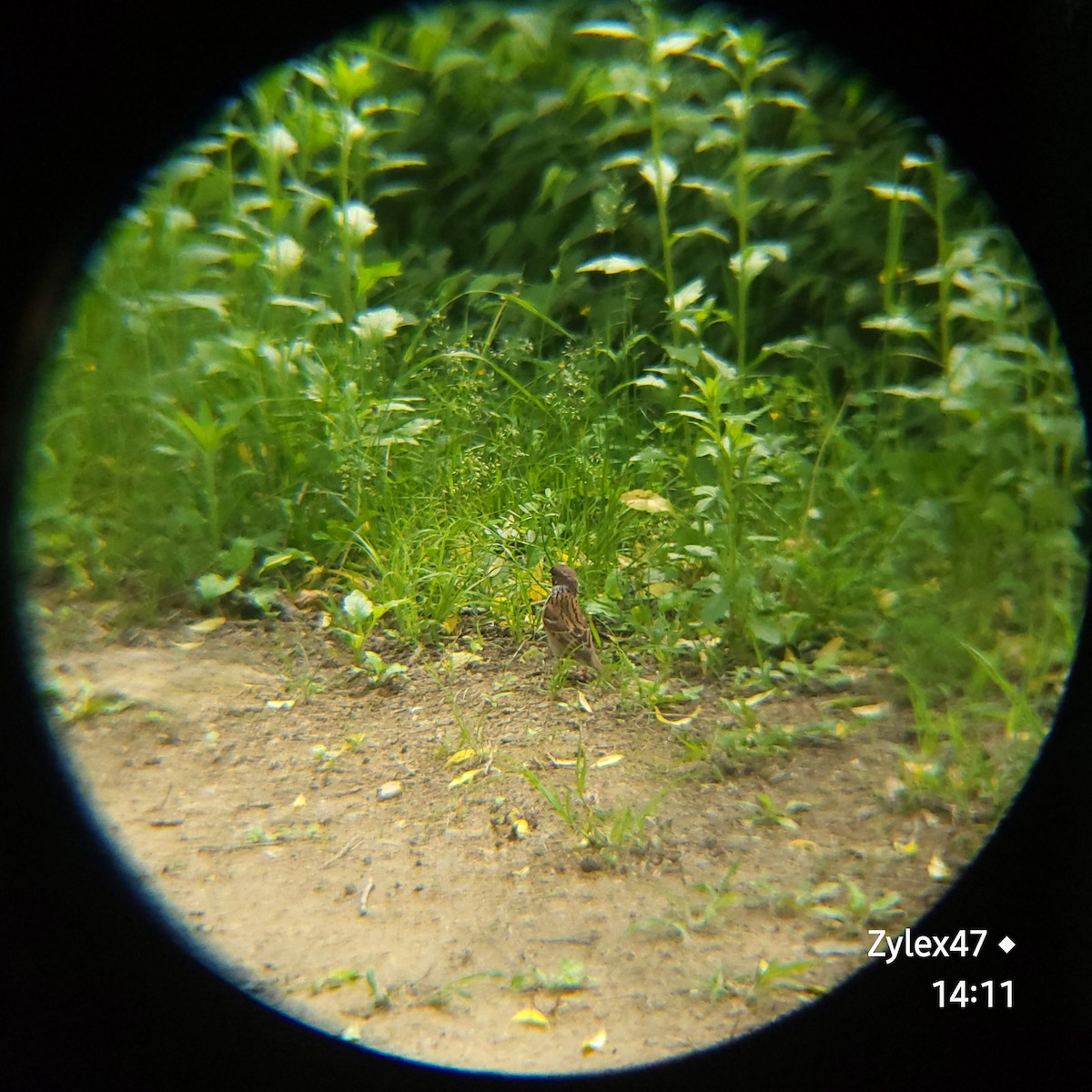 Eurasian Tree Sparrow - ML618308070