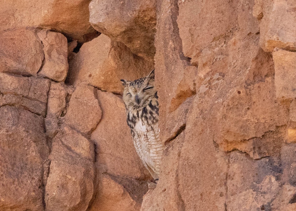 Pharaoh Eagle-Owl (Pharaoh) - ML618308085