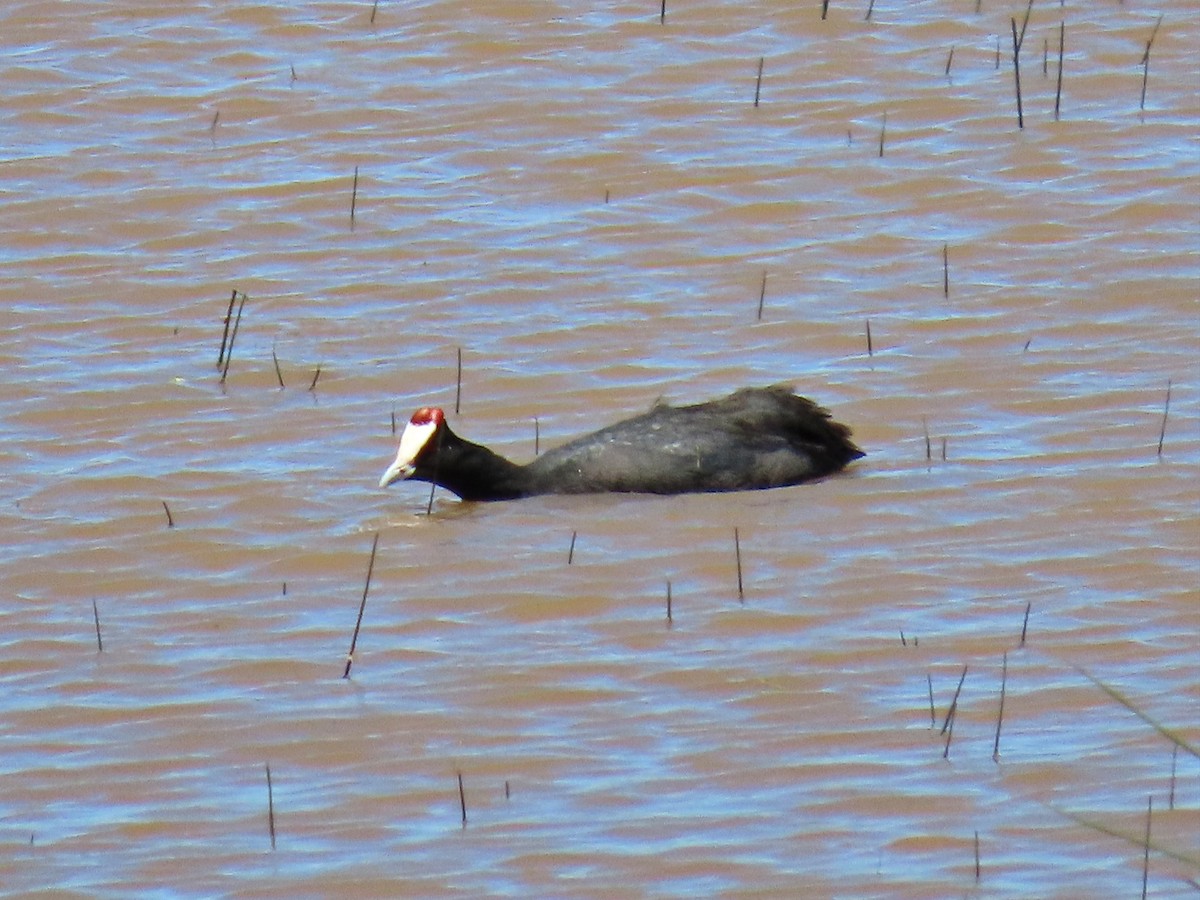 Red-knobbed Coot - ML618308088