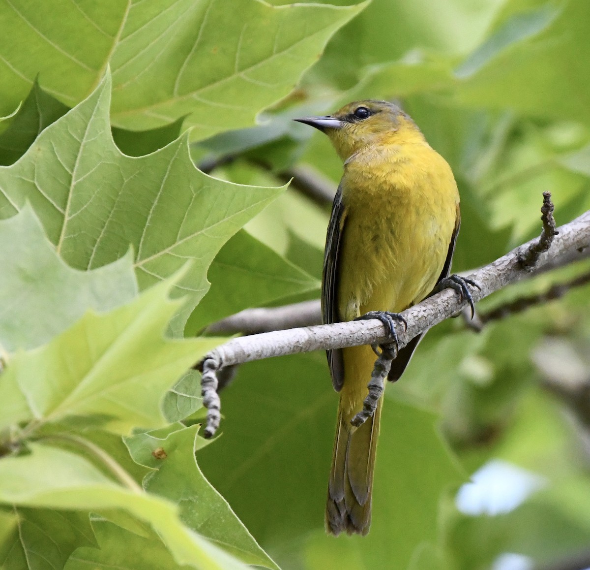 Orchard Oriole - ML618308099