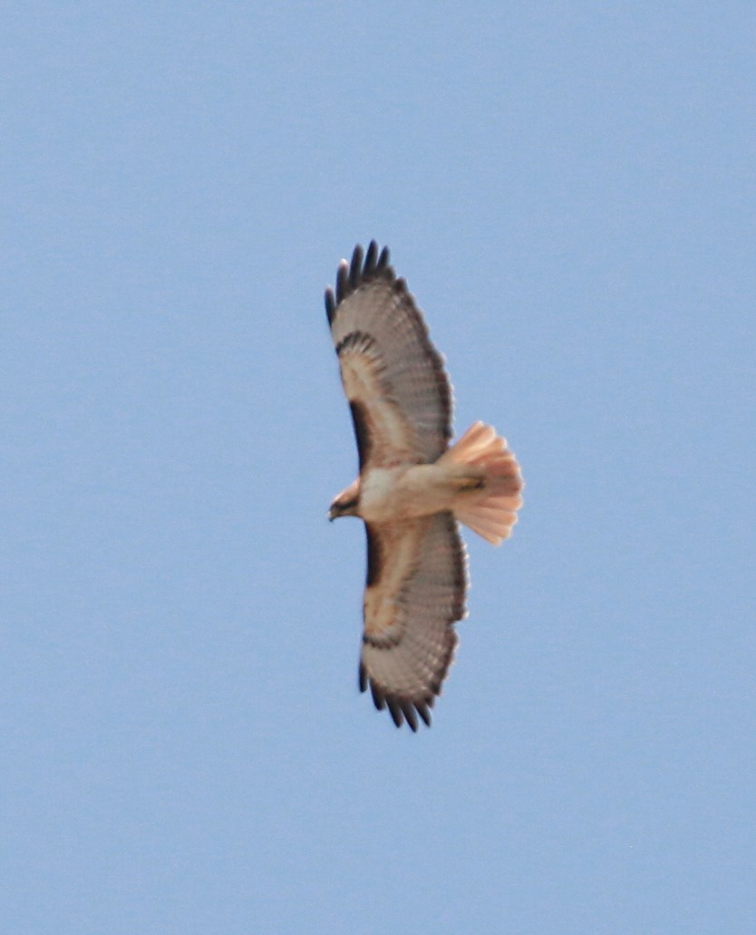 Red-tailed Hawk - ML618308101