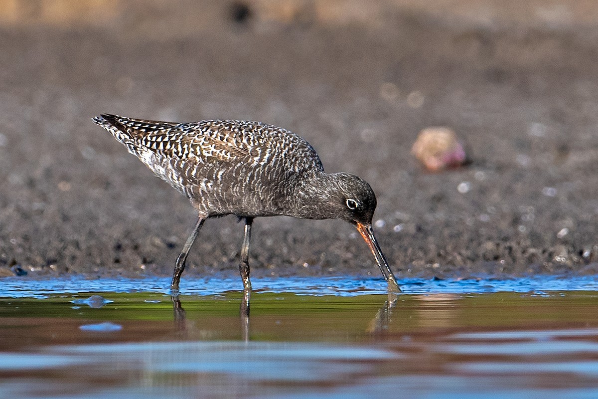 Spotted Redshank - ML618308109
