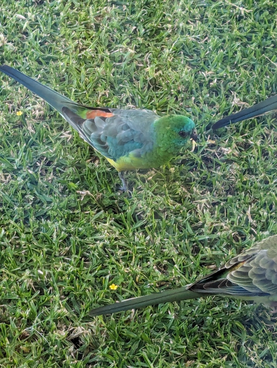 Red-rumped Parrot - ML618308111