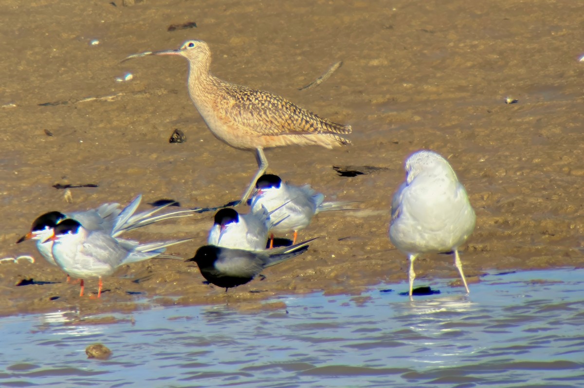 Long-billed Curlew - ML618308112