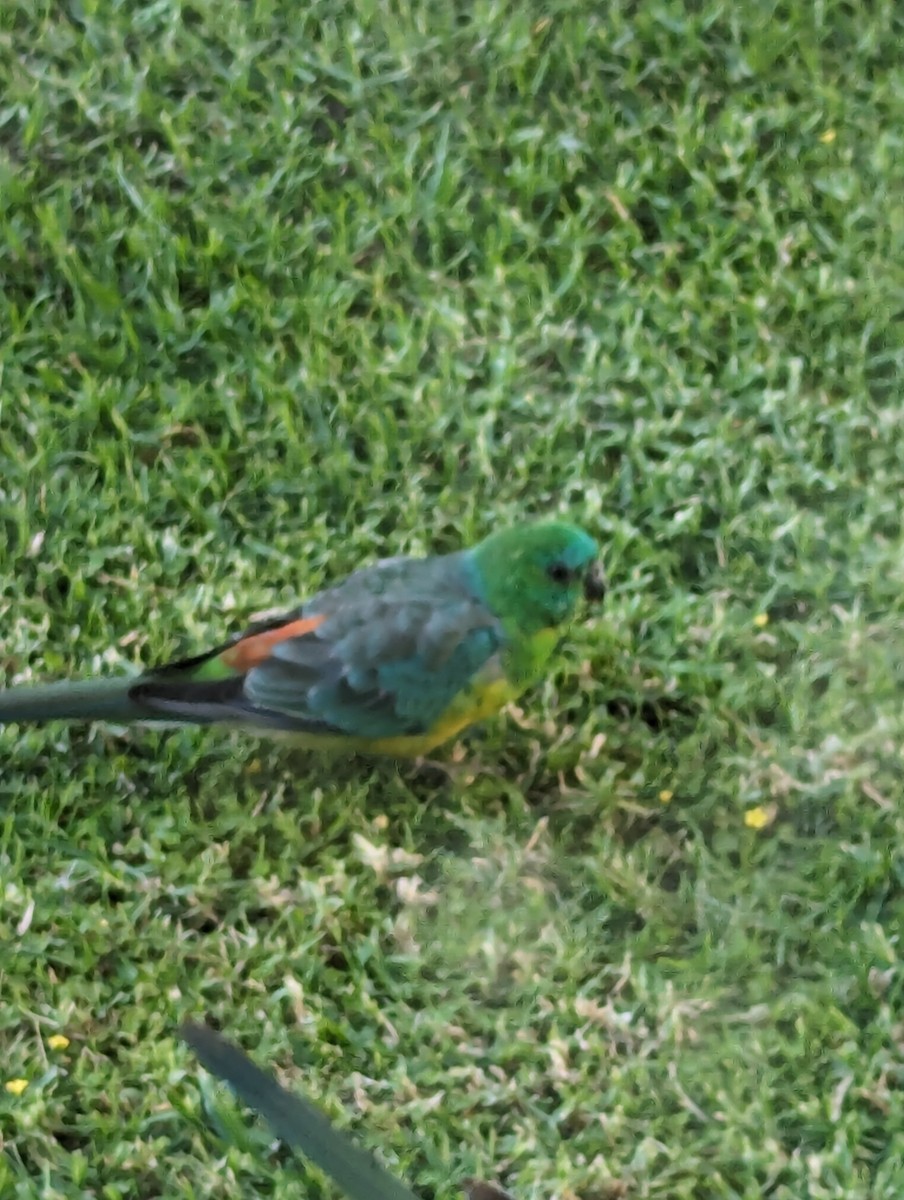 Red-rumped Parrot - ML618308130
