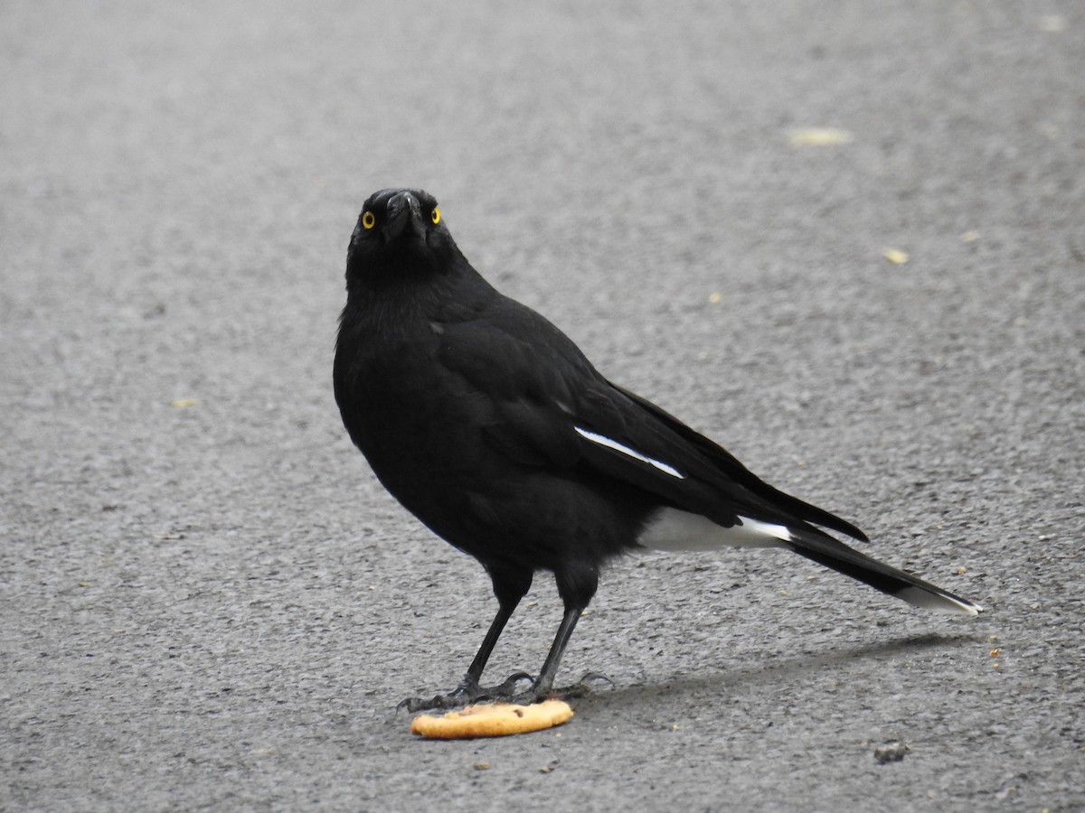 Pied Currawong - ML618308133
