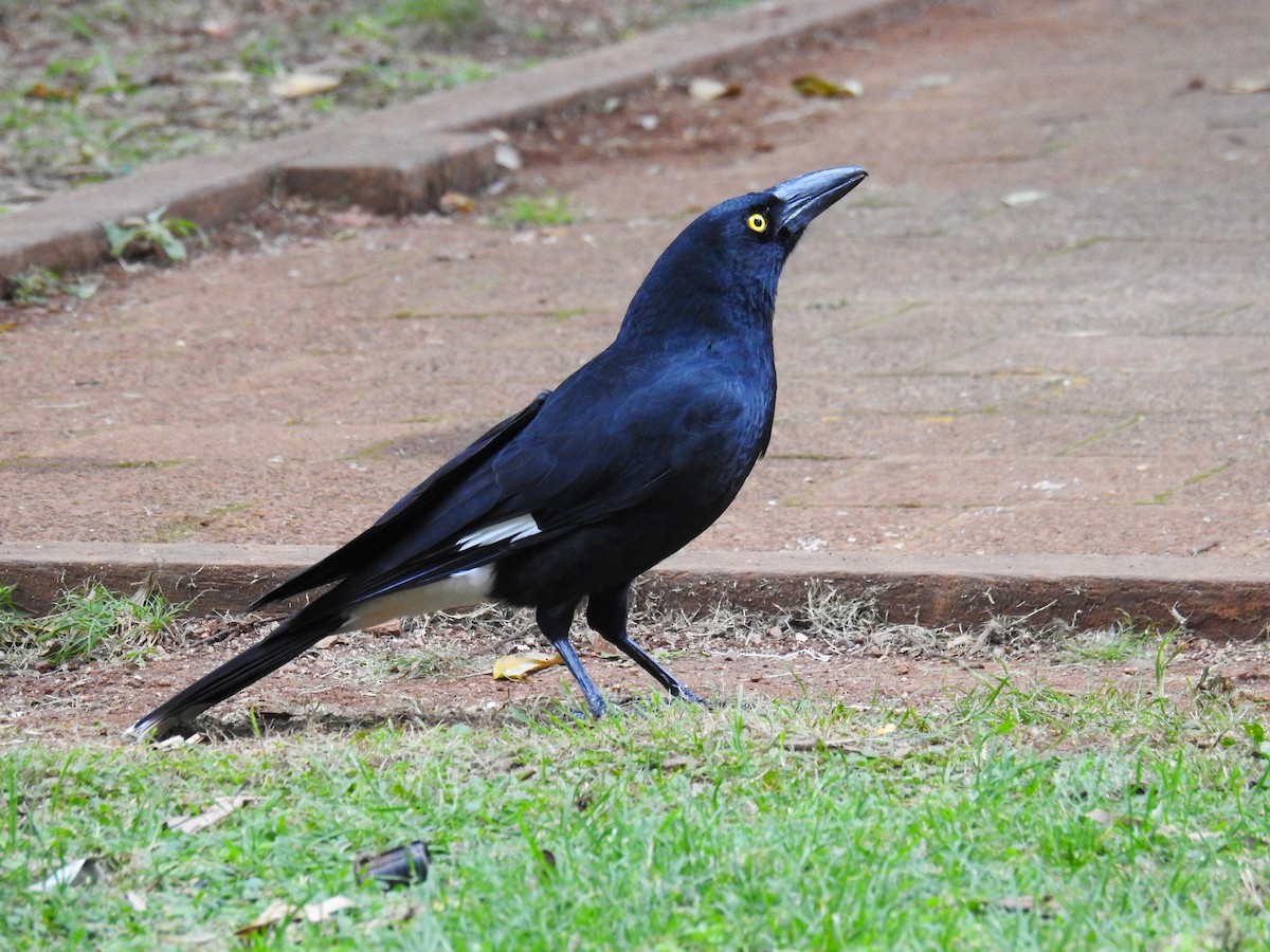 Pied Currawong - Trevor Ross