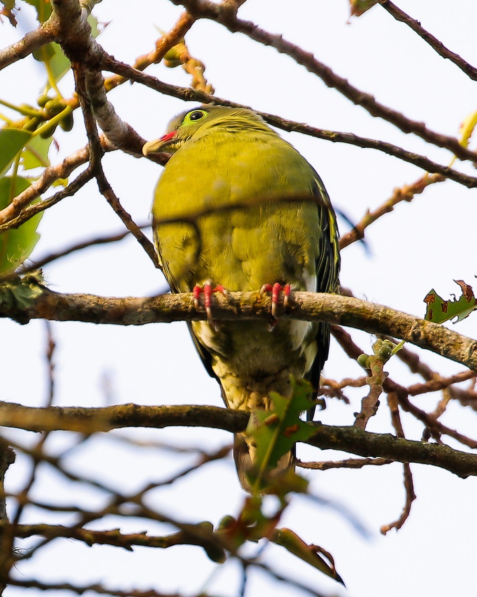 Thick-billed Green-Pigeon - ML618308153