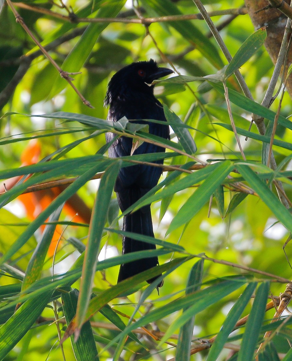 Greater Racket-tailed Drongo - ML618308162
