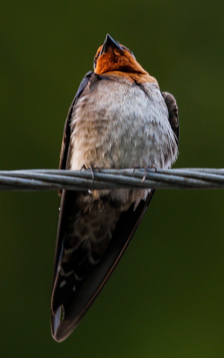 Pacific Swallow - ML618308170