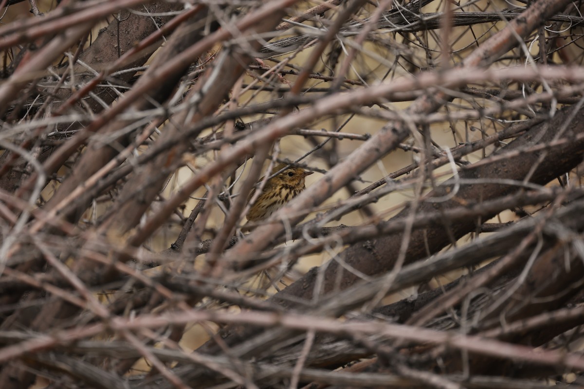 Olive-backed Pipit - ML618308178
