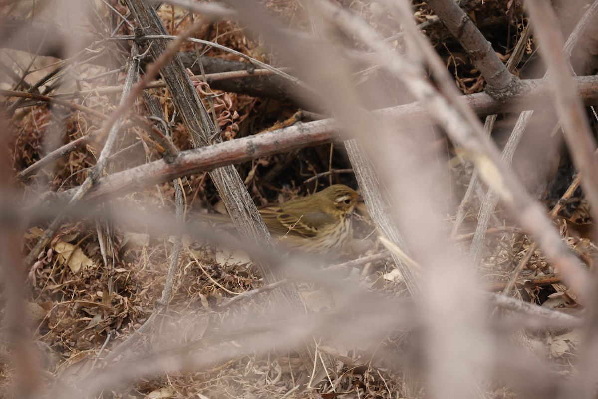 Olive-backed Pipit - ML618308179