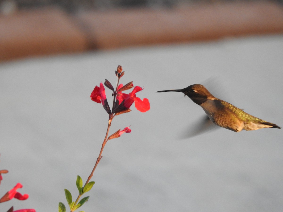 Black-chinned Hummingbird - Joseph Aubert