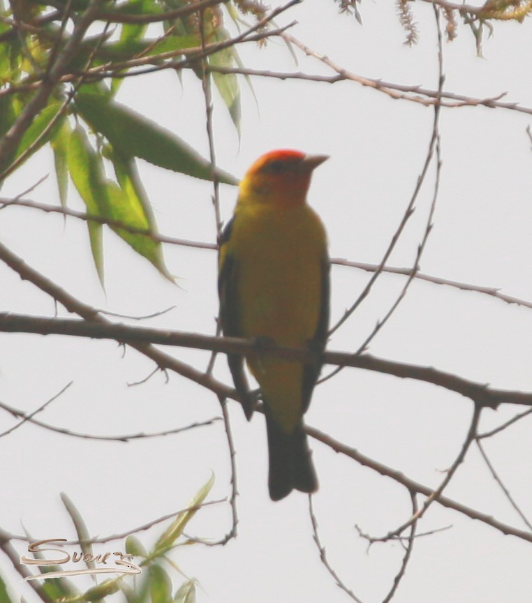 Western Tanager - ML618308204