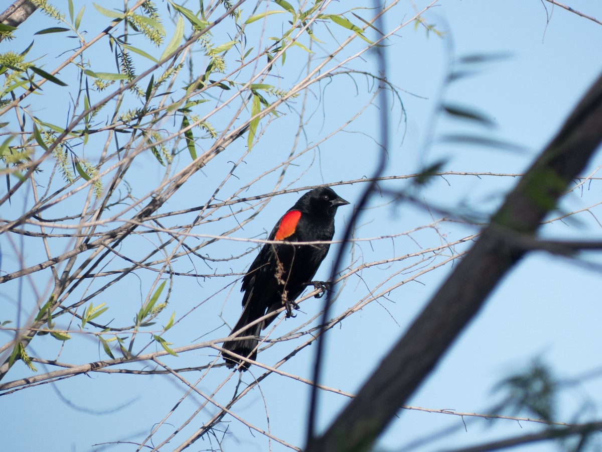Red-winged Blackbird - Moses Lopez
