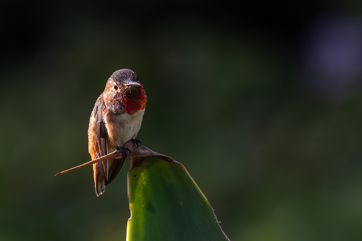 Allen's Hummingbird - ML618308229