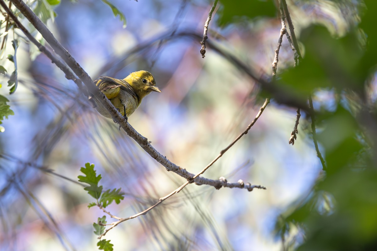 Western Tanager - ML618308233