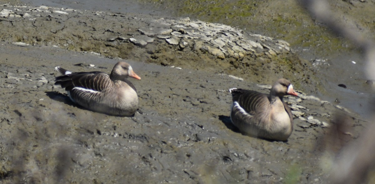 Greater White-fronted Goose - ML618308237