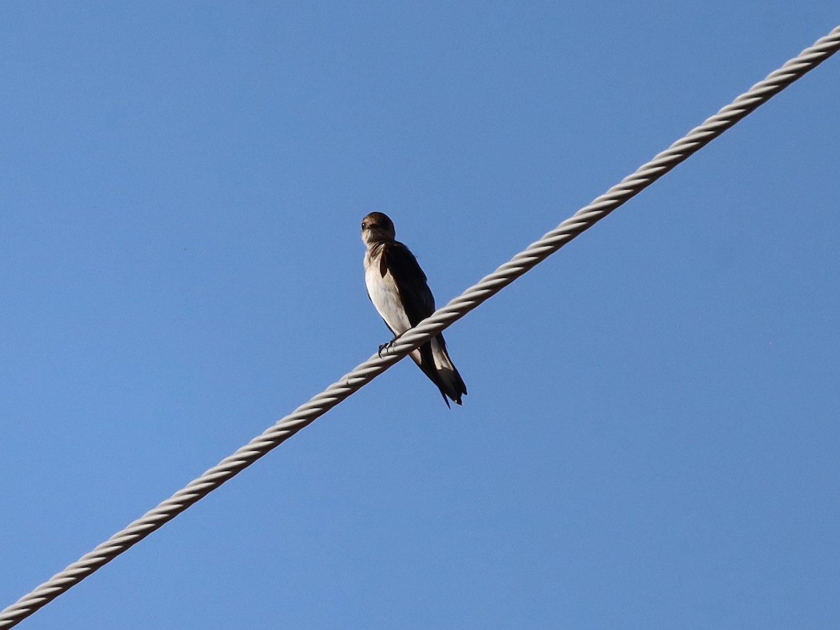 Northern Rough-winged Swallow - ML618308244