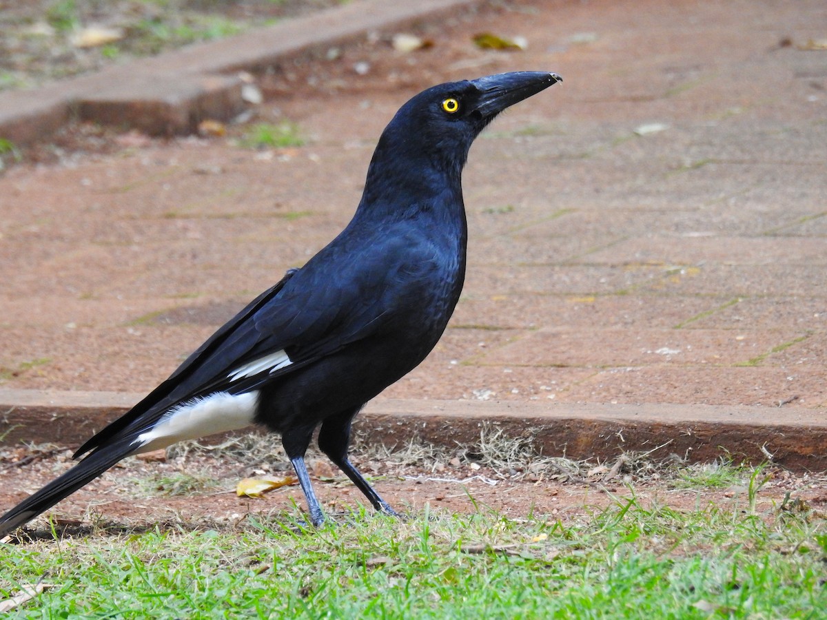 Pied Currawong - ML618308252