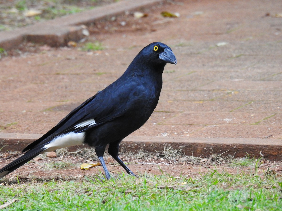 Pied Currawong - ML618308254