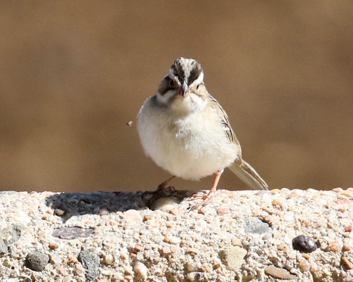 Clay-colored Sparrow - ML618308305