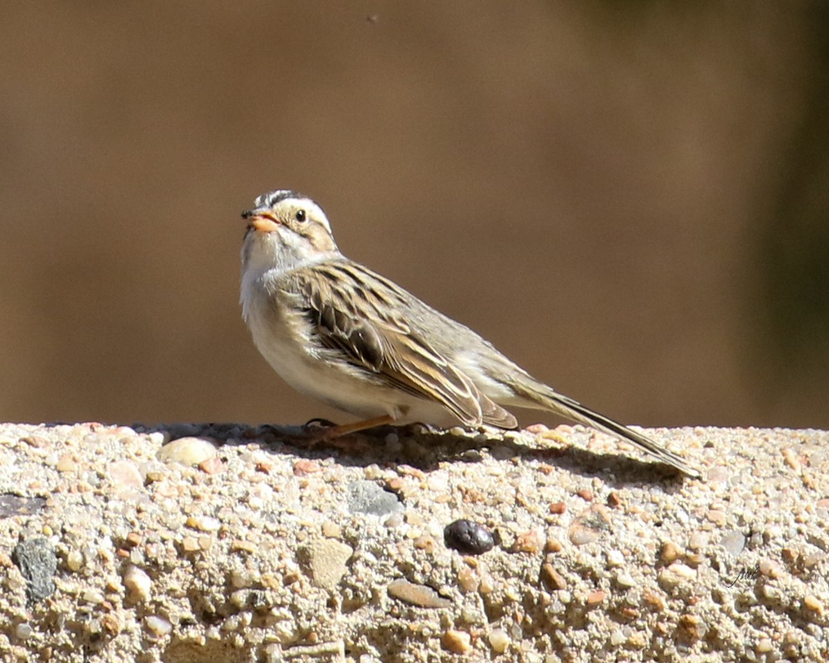 Clay-colored Sparrow - ML618308306