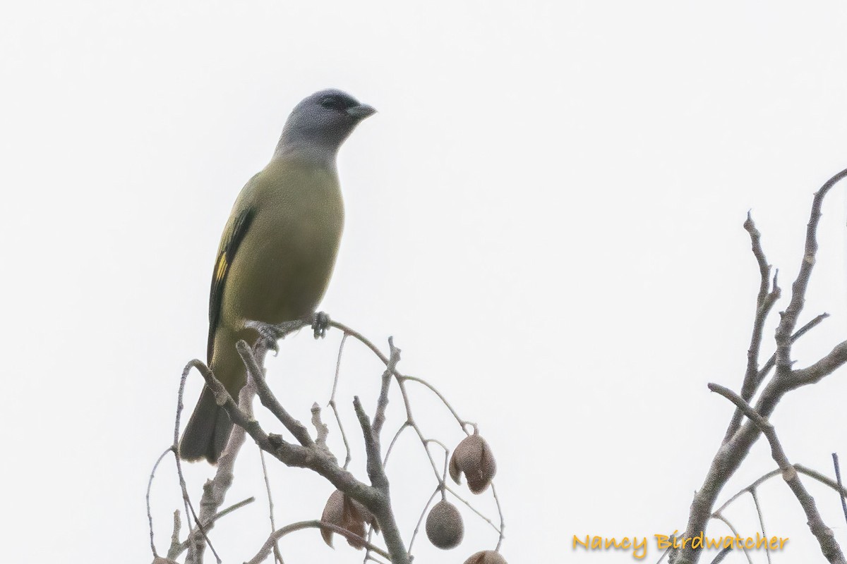 Yellow-winged Tanager - ML618308319