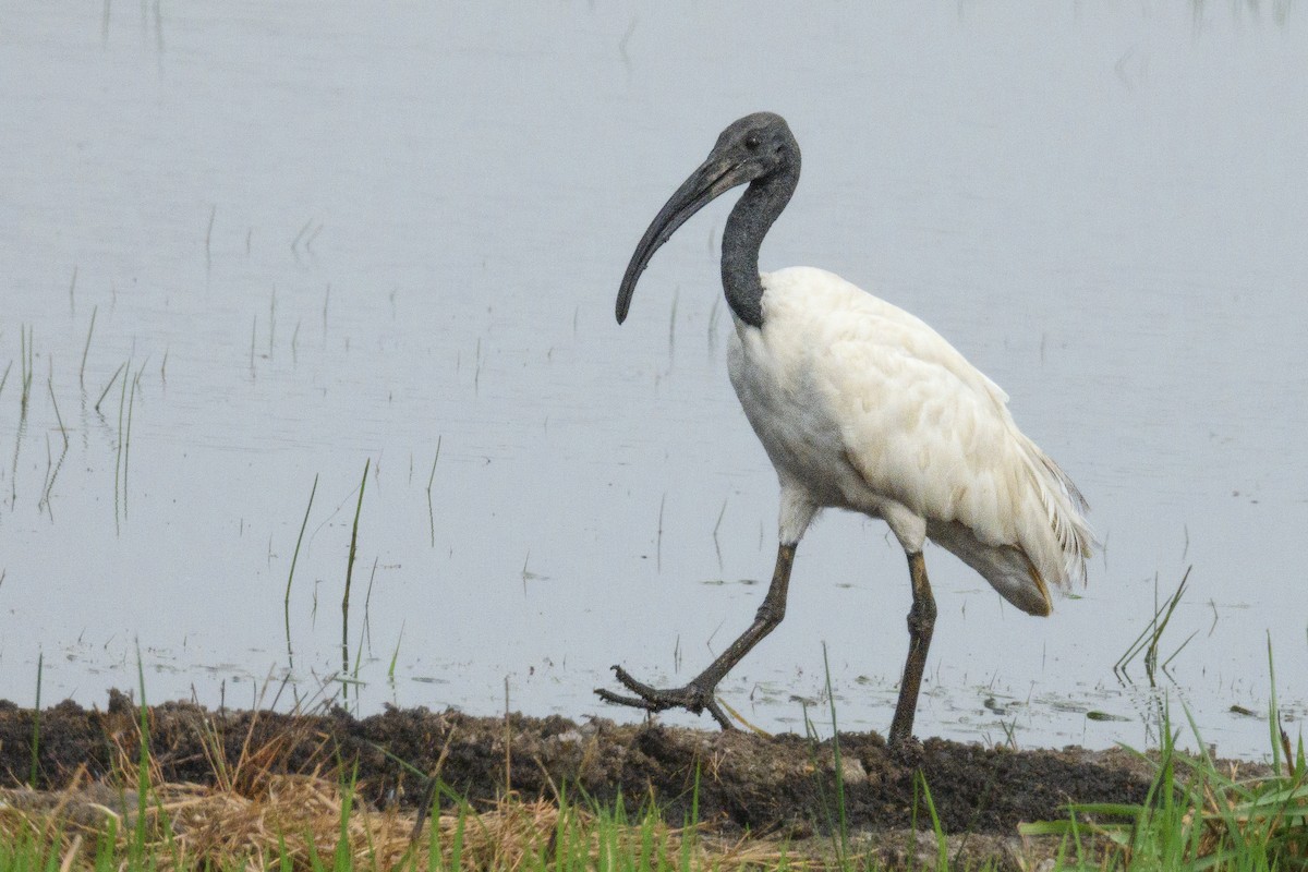 ibis černohlavý - ML618308329