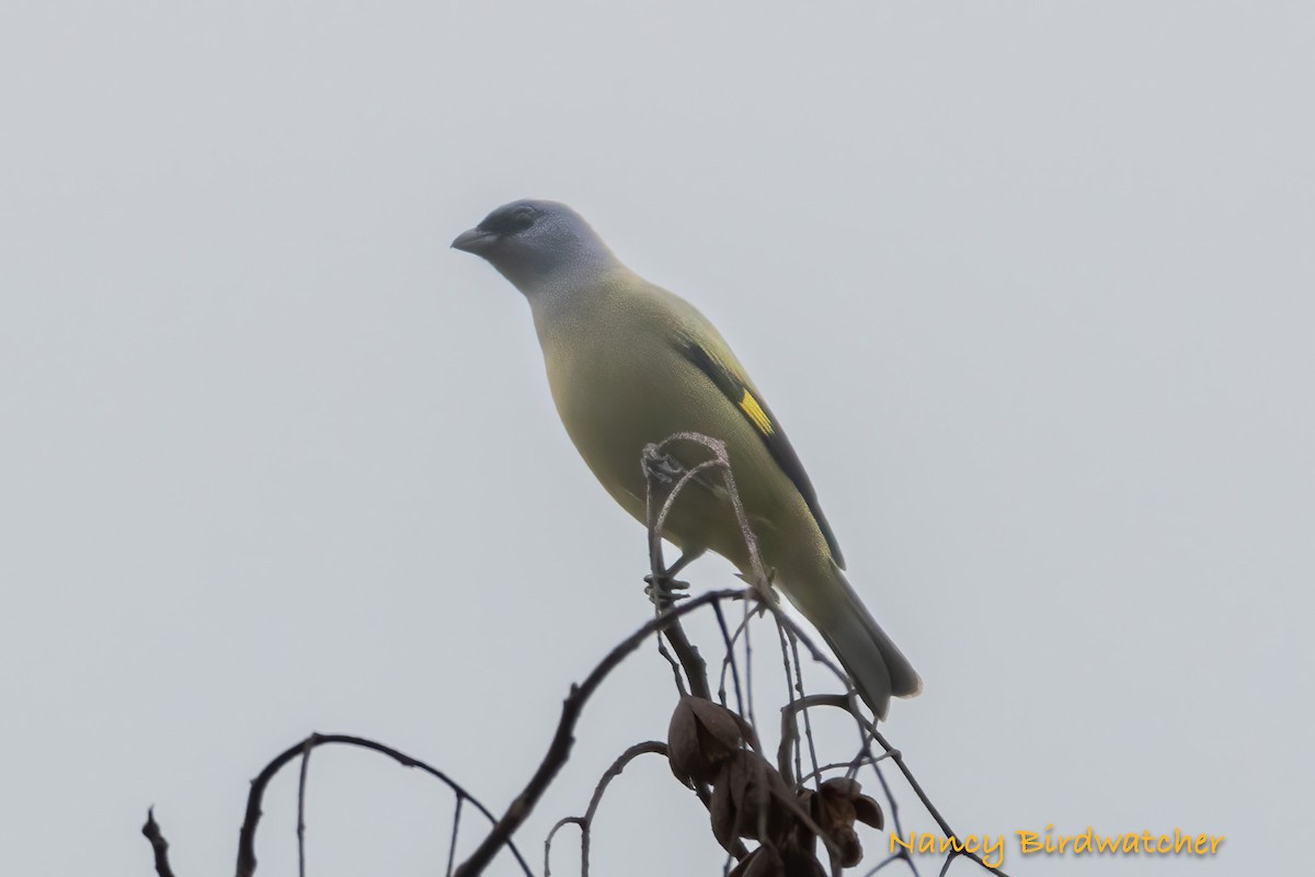 Yellow-winged Tanager - ML618308333