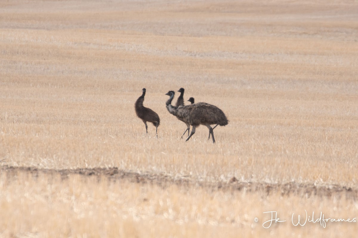 emu hnědý - ML618308344