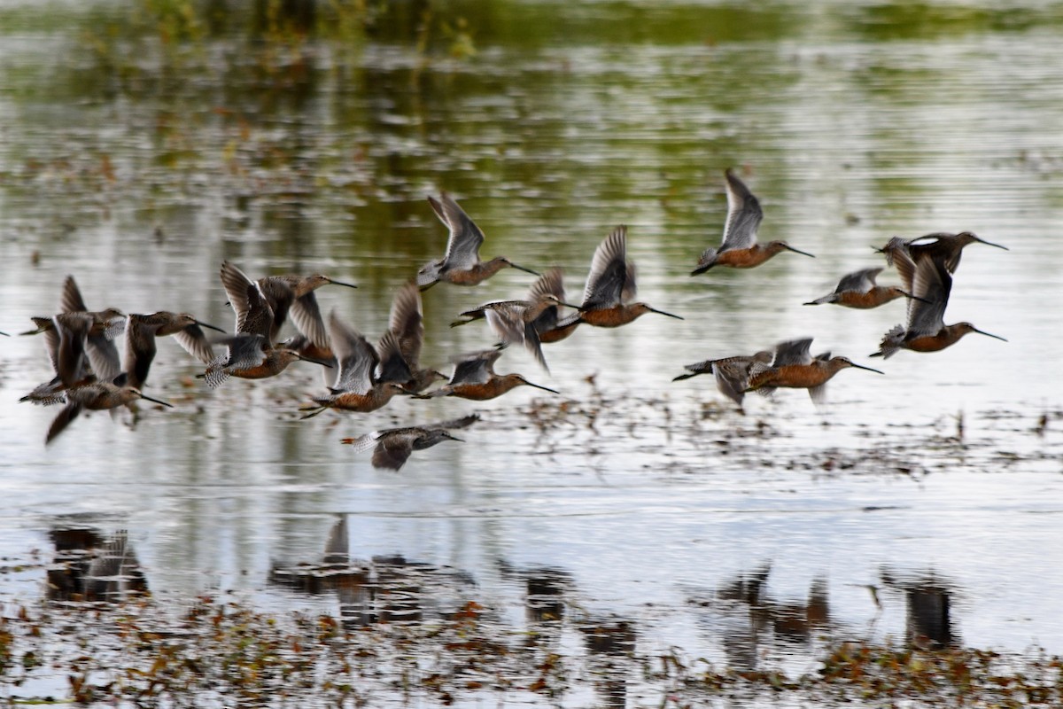 Long-billed Dowitcher - ML618308353