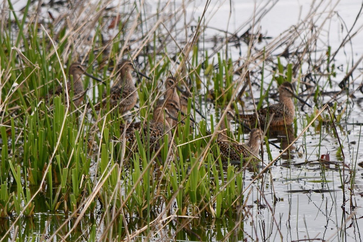 Long-billed Dowitcher - ML618308354