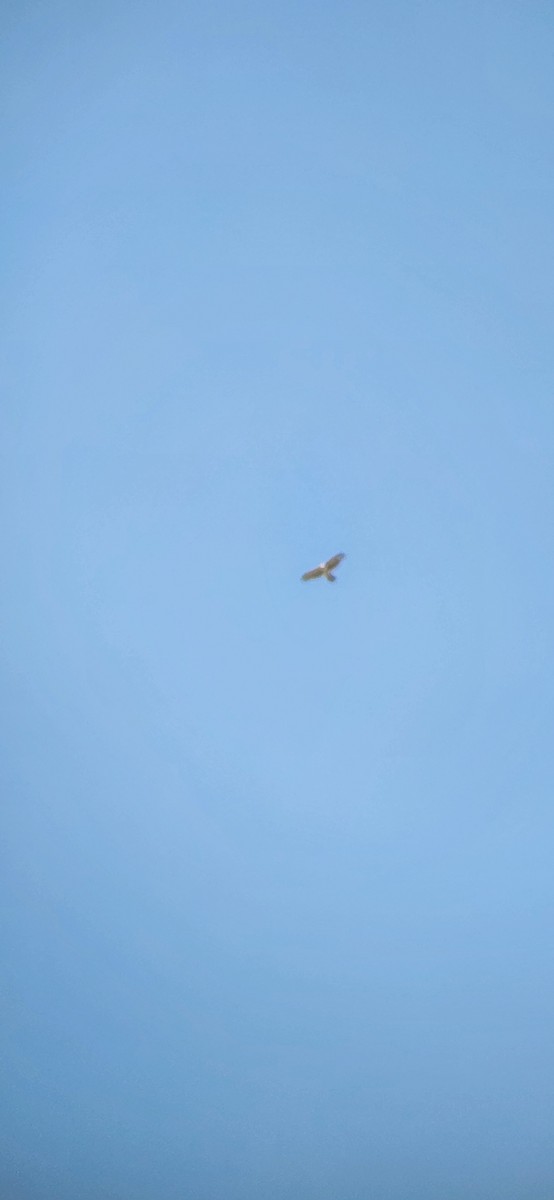 Eurasian Sparrowhawk - ML618308356