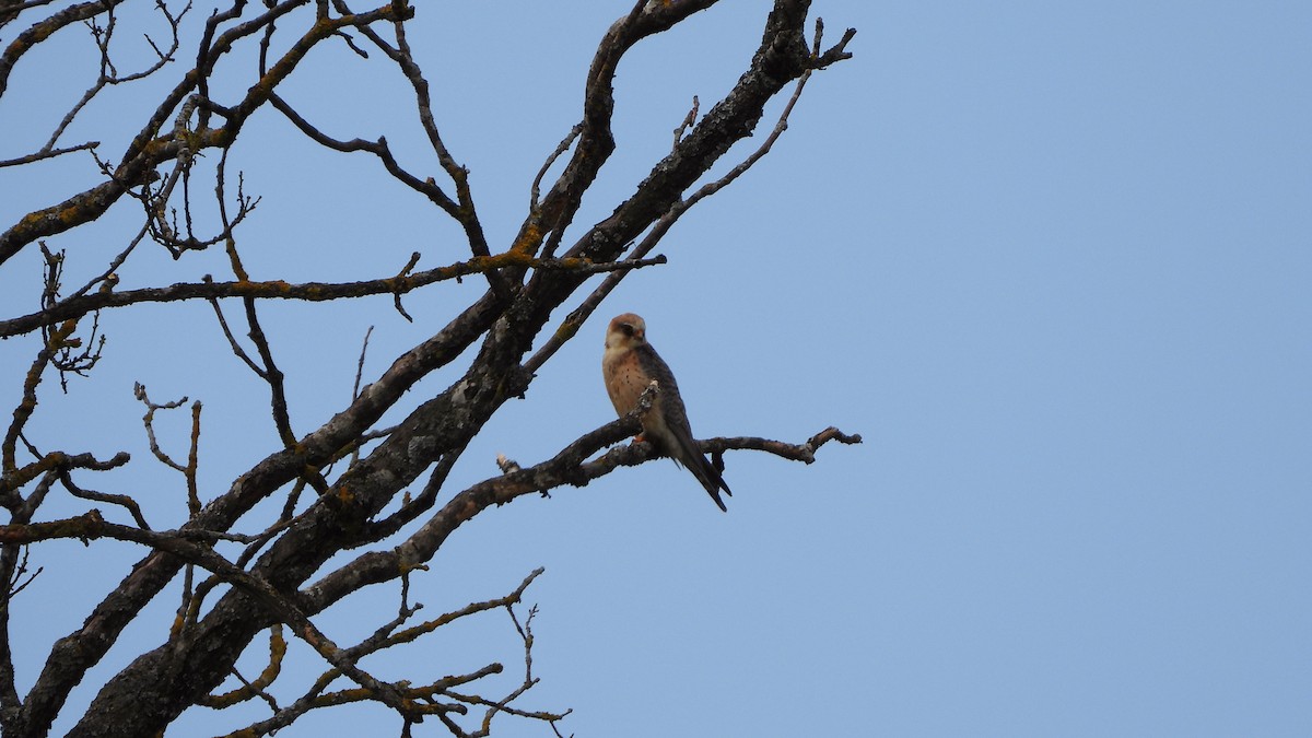 Red-footed Falcon - ML618308375
