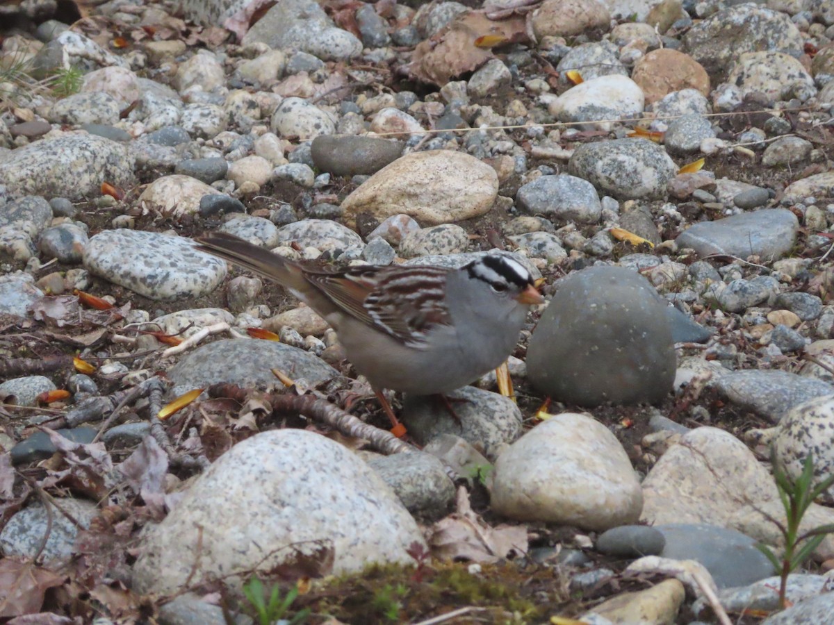 White-crowned Sparrow (Gambel's) - ML618308382