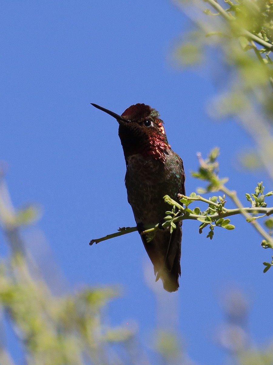 Anna's Hummingbird - ML618308384