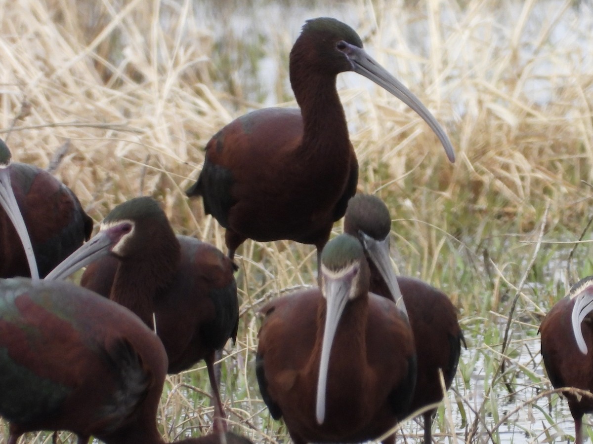 ibis hnědý x americký (hybrid) - ML618308391