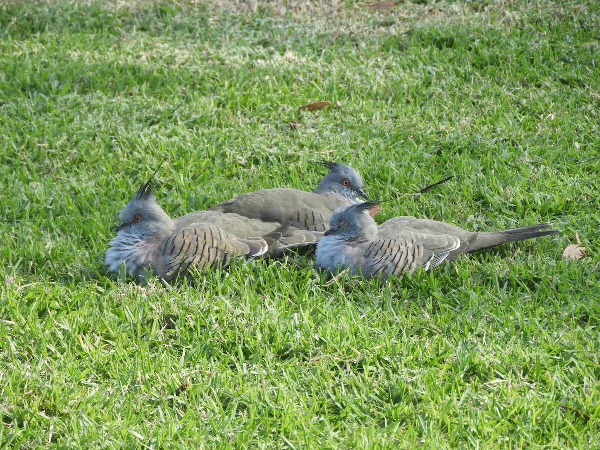 Crested Pigeon - ML618308393