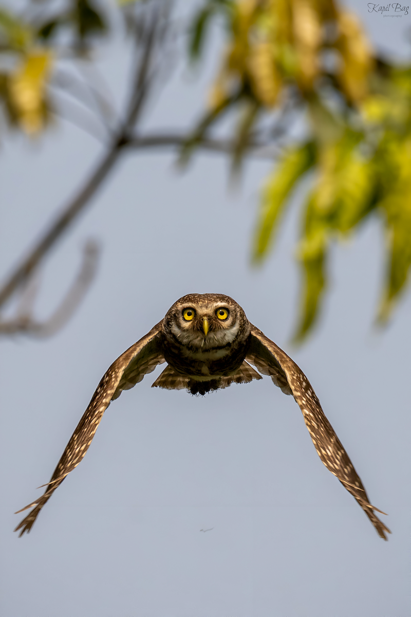 Spotted Owlet - Kapil Bag