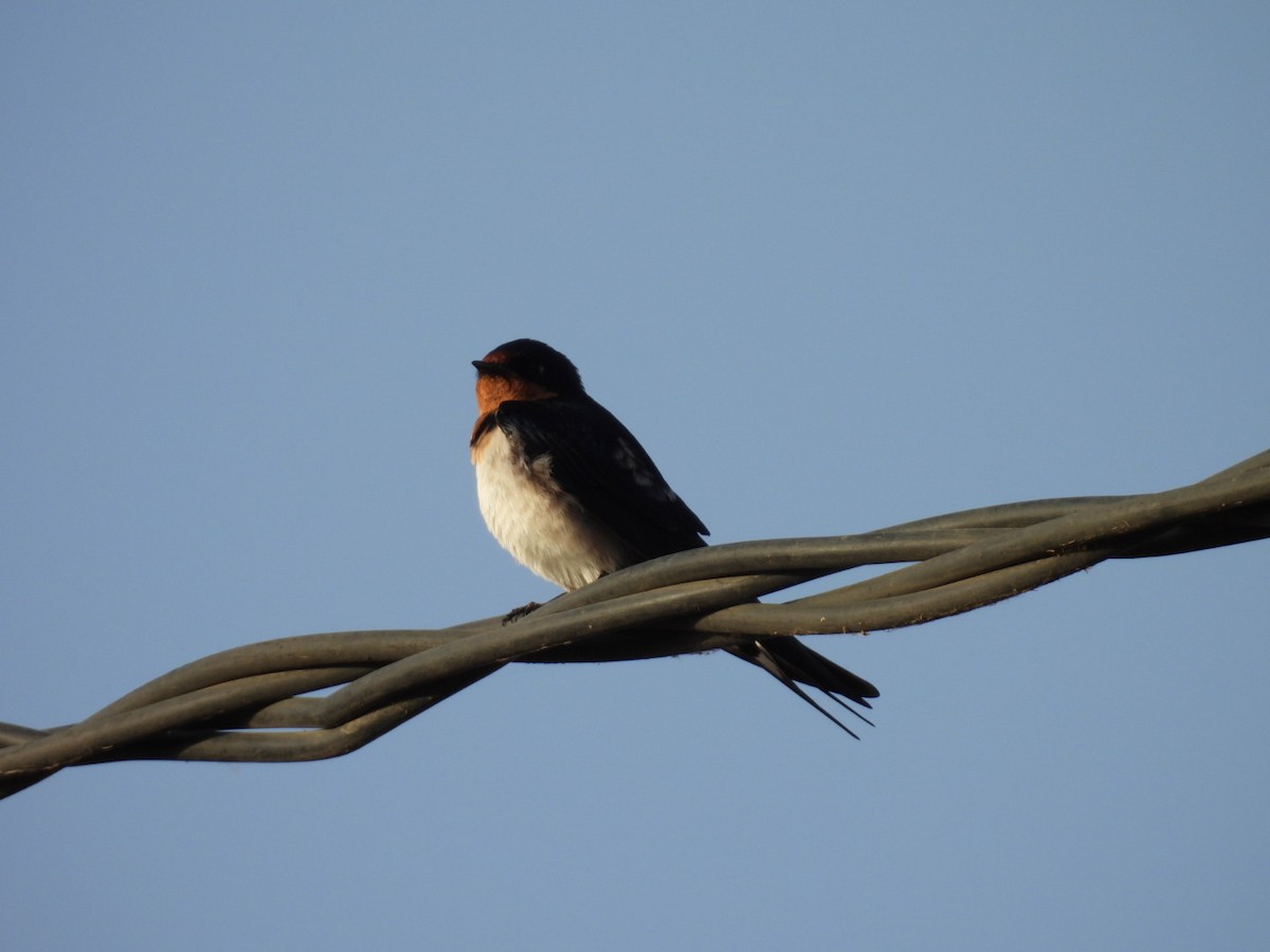 Red-chested Swallow - ML618308399