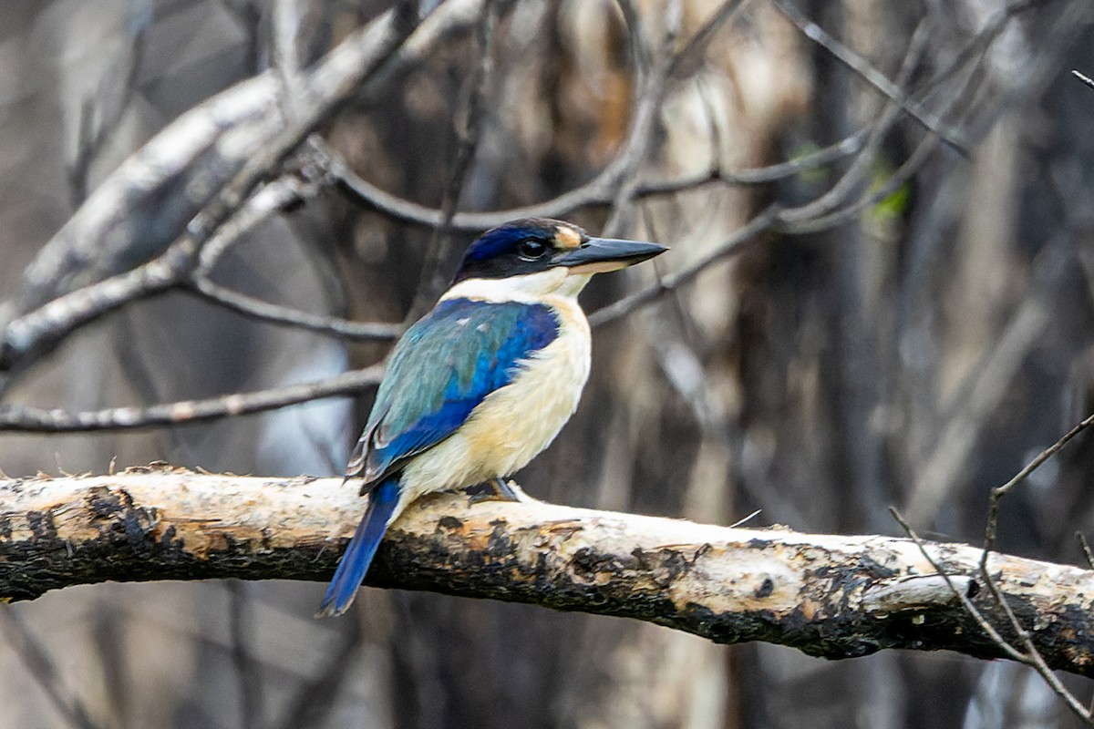 Forest Kingfisher - ML618308415